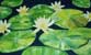 “Seerose weiß”: bei Mausklick großes Bild